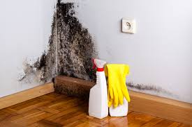 Professional Mold Remediation in Sandwich, IL